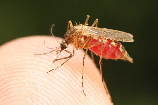 Zika pregnancy fear medical concept and virus danger concept as an infectious mosquito casting a shadow of the insect on the pregnant abdomen belly of a woman victim spreading disease in a 3D illustration style.