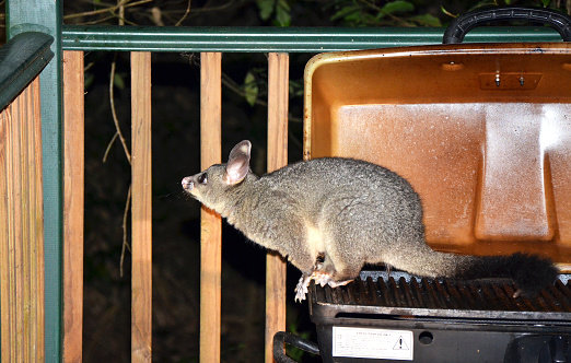 Australian Brushtail possum (Trichosurus vulpecula) sitting on a barbecue (BBQ). Common visitor to Sydney backyards.