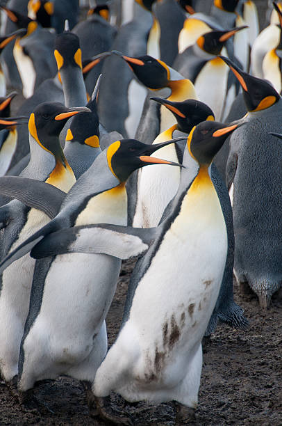 istock King Penguins on Gold Harbour 589422318