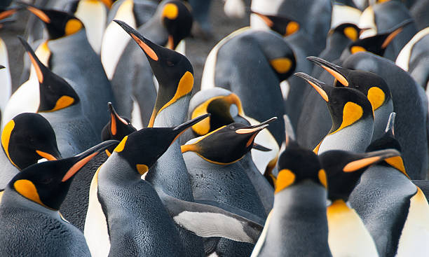 istock King Penguins on Gold Harbour 589422346