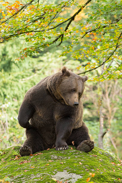 istock Brown Bear in the Bavarian forest. 589423418