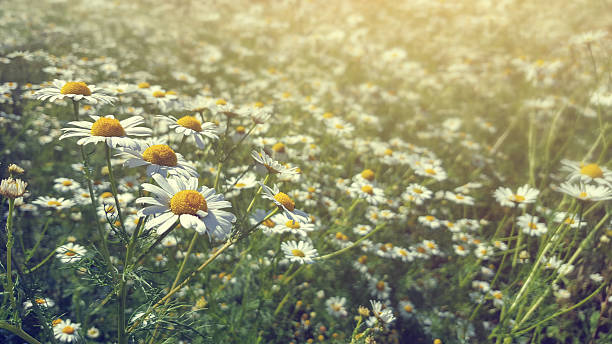 istock Chamomile in field in afternoon light 589423432