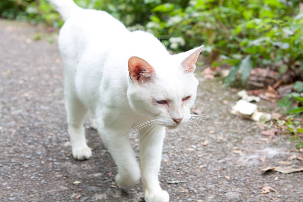 istock White cat who met in nature 589423546