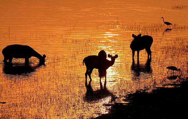 istock Tadoba National Park 589424174