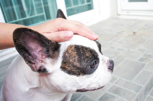 istock Someone's groping a dog,dog 589424390