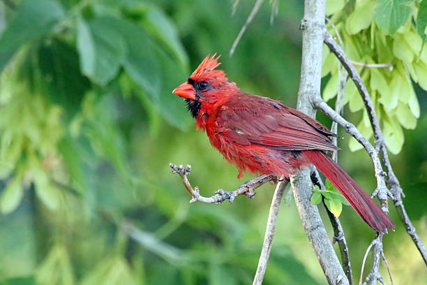 istock Male Northern Cardinal 589427298