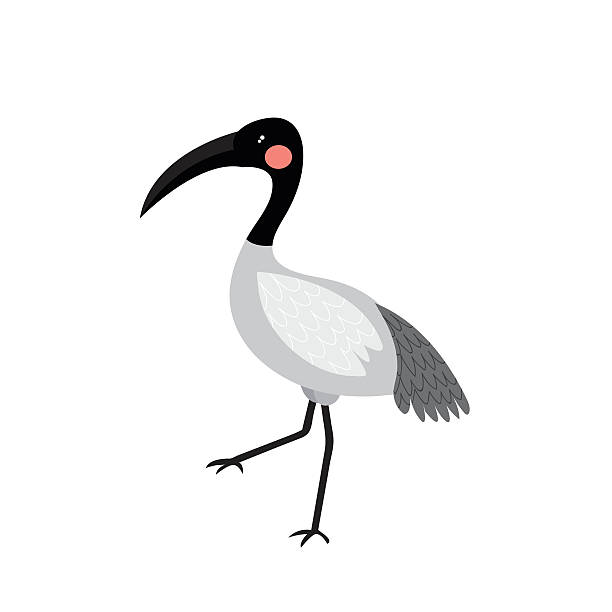 ibis vogel tier cartoon charakter vektor-illustration. - animal beak bird wading stock-grafiken, -clipart, -cartoons und -symbole