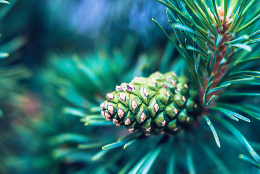 Christmas pine tree with pine cones and copy space