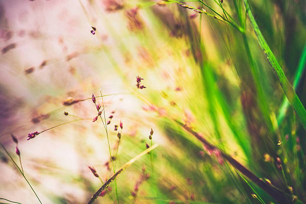istock Ornamental switchgrass plants against warm sunlight. Panicum virgatum Shenandoah 589428164
