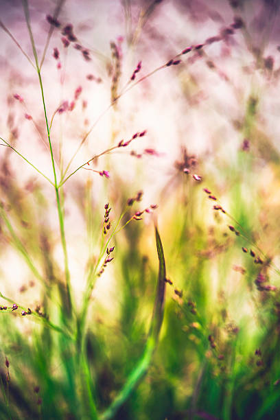 istock Ornamental switchgrass plants against warm sunlight. Panicum virgatum Shenandoah 589428202