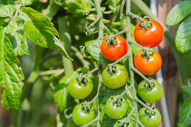 istock Fresh cherry tomatoes in the garden 589428214