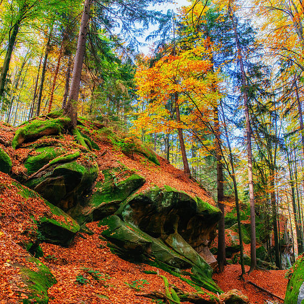 Autumn day in a beech tree forest with brown leafs on the hills in the Veluwezoom nature reserve in Gelderland, Netherlands.
