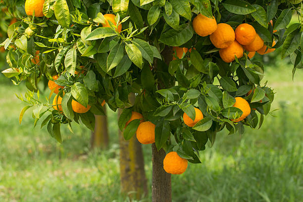 naranjas maduras que crecen en el árbol - citrus fruit mandarin orange orange large group of objects fotografías e imágenes de stock