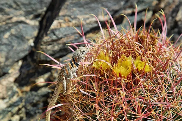 Great basin collared lizard in a cottontop Cactus, joshua tree national park, California