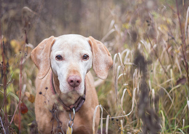 istock old vizsla dog portrait 589429864