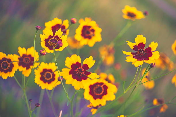 Colorado Wildflowers. Goldenwave Coreopsis