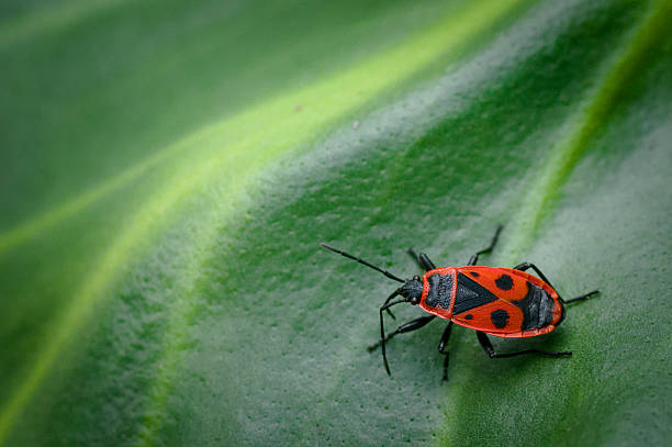 Vivid color contrast, fire bug, Pyrrhocoris apterus, on green leaf