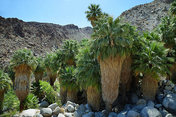 istock 49 palms Oasis in Joshua Tree National Park 589430472