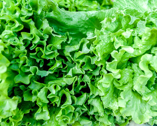 istock Fresh lettuce for selling at vegetable market 589430944