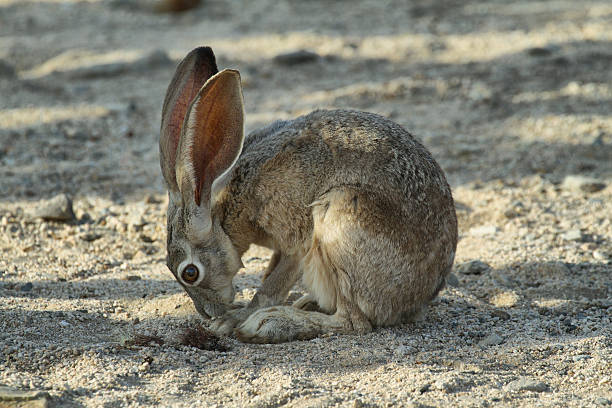 istock Desert Cottontail Rabbit in Joshua Tree National Park, 589431314