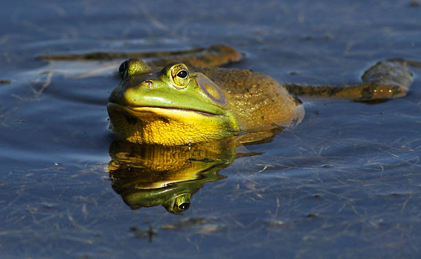 rã-gigante cantar - american bullfrog amphibian animal bullfrog imagens e fotografias de stock