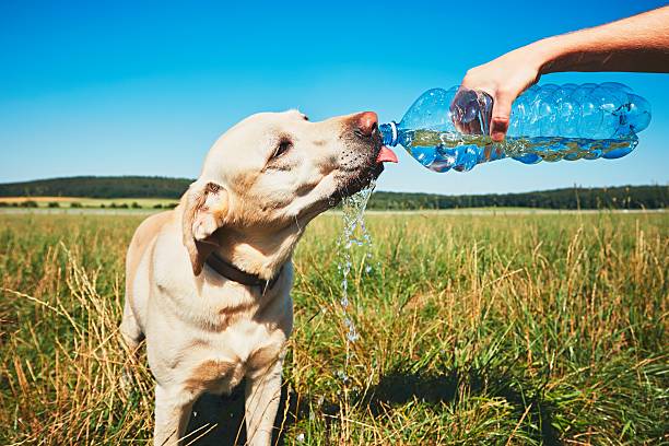 assetato di cane - thirsty foto e immagini stock