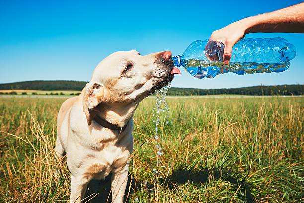 Thirsty dog Hot day with dog. Thirsty yellow labrador retriever drinking water from the plastic bottle his owner. weakness photos stock pictures, royalty-free photos & images