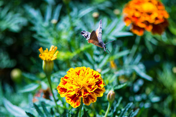 Photo taken in the gardens on The Monument to the Unknown Hero on the Avala mountain, Belgrade, Serbia.