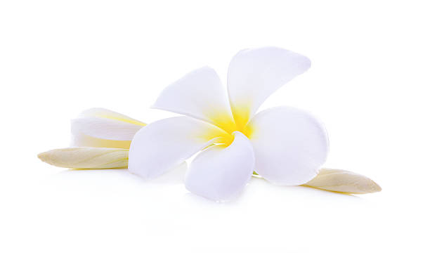 istock White plumeria rubra flower 589431906