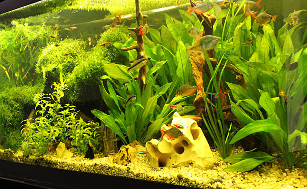 istock Tropical Freshwater aquarium 589432520