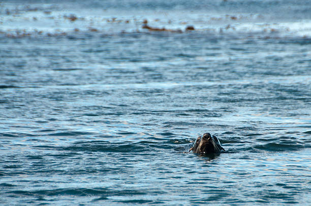 istock Fur Seal on Prion Island 589433548