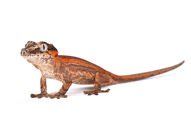 knob-headed giant gecko (rhacodactylus auriculatus) - gecko animal night wildlife imagens e fotografias de stock