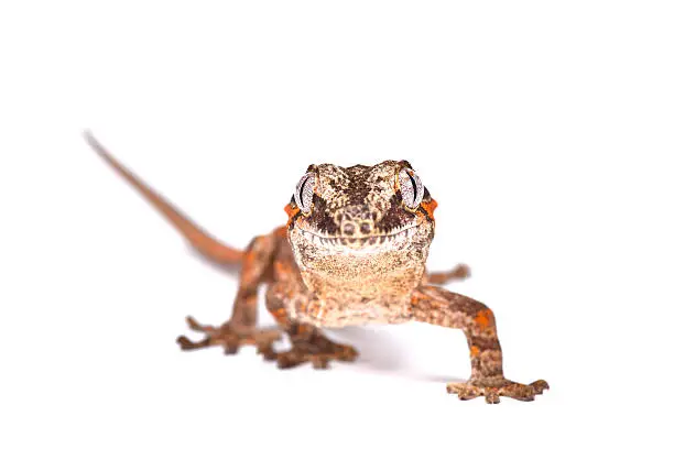 Photo of Knob-headed Giant Gecko (Rhacodactylus auriculatus)