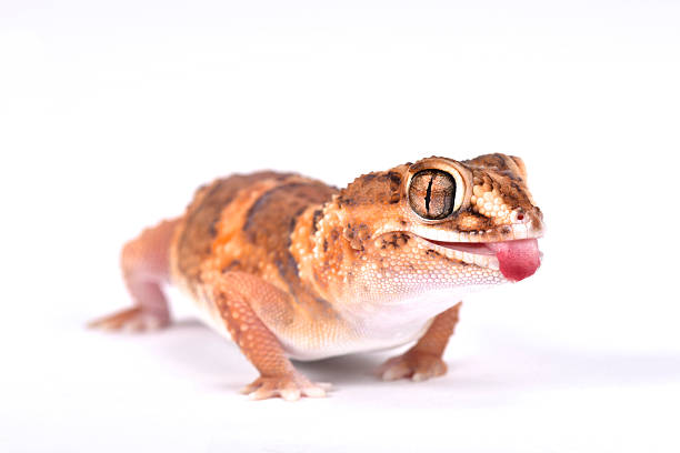 istock South African Ground Gecko (Chondrodactylus angulifer angulifer) 589434162