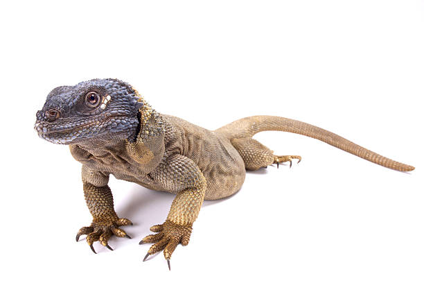 istock Angel Island chuckwalla (Sauromalus hispidus) 589434682