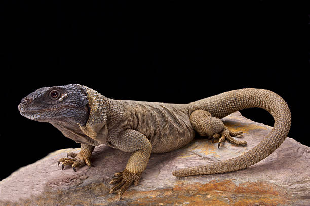 istock Angel Island chuckwalla (Sauromalus hispidus) 589434858