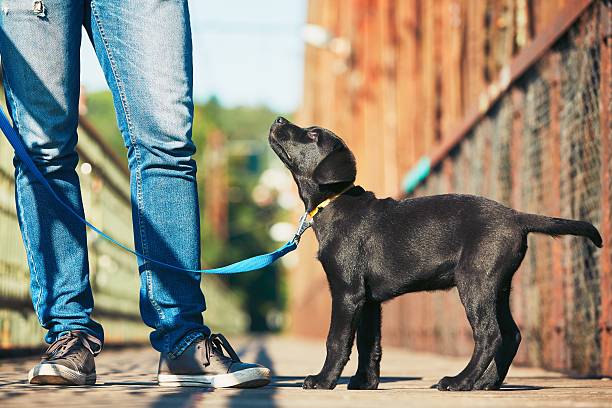 Morning walk with dog Morning walk with dog (black labrador retriever). Young man is training his puppy walking on the leash. pet leash photos stock pictures, royalty-free photos & images