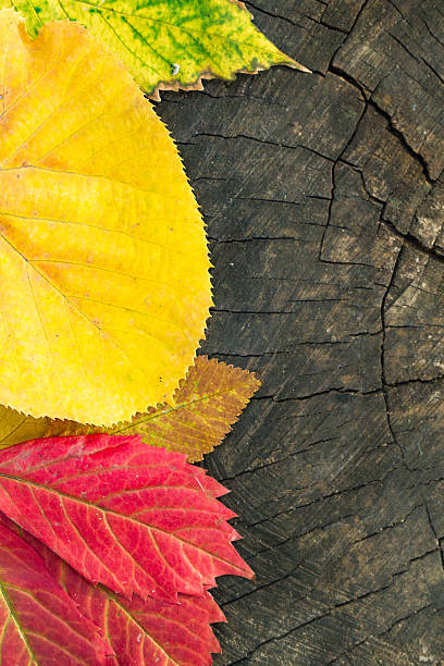 istock autumn leaves on wood background 589435328