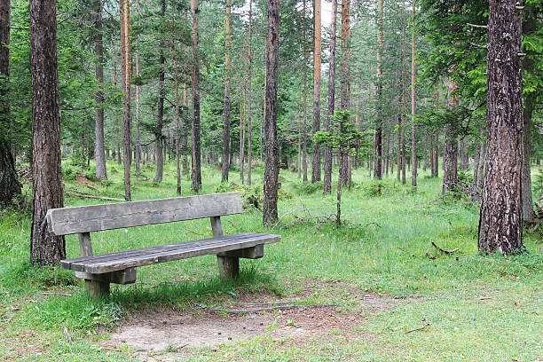 single wooden bench in a dark coniferous forest