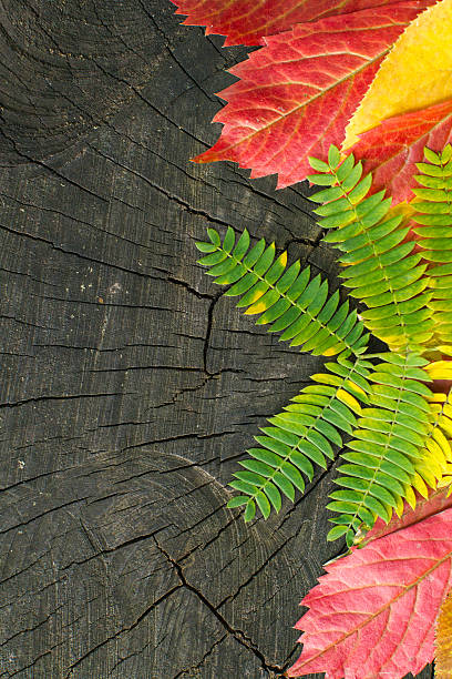 istock autumn leaves on wood background 589435812