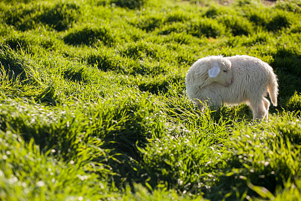 lamb stock photo