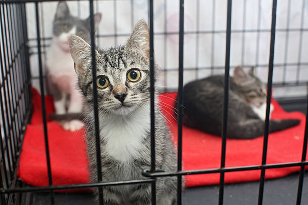 istock Little kittens in a cage of a shelter 589437742