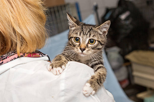 istock Small kitten into the hands of doctor 589437846