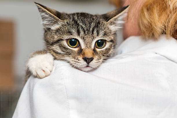 Small kitten into the hands of doctor stock photo