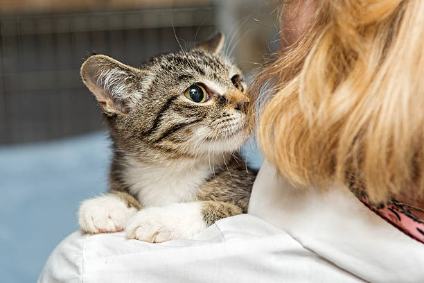 istock Small kitten into the hands of doctor 589437946