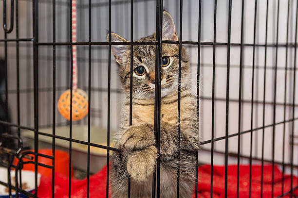 istock Elegant kitten at the shelter 589438004
