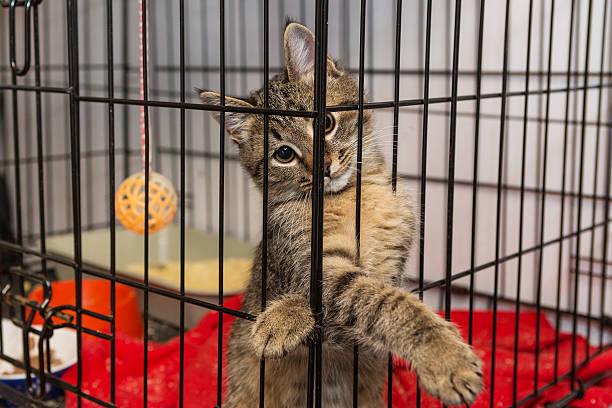 istock Elegant kitten at the shelter 589438068