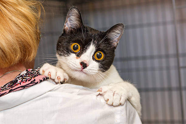 istock Small kitten into the hands of doctor 589438136