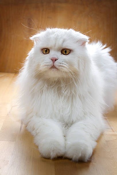 istock White cat lying on the floor 589438142