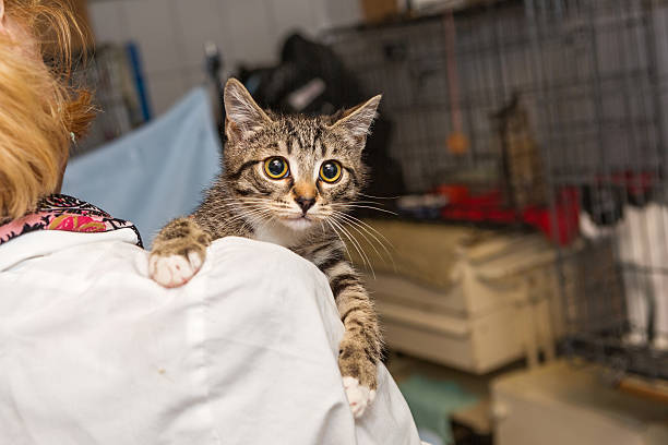 Small kitten into the hands of doctor